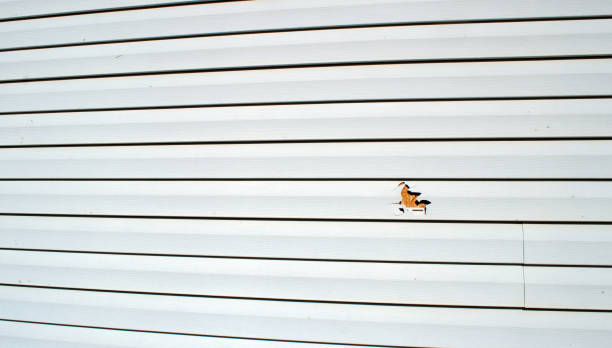 Best Engineered Wood Siding  in Gloucester Point, VA